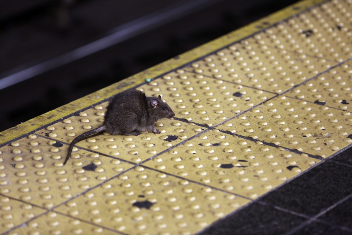 FILE - A rat crosses a Times Square subway platform in New York on Jan. 27, 2015. So far this year, people have called in some 7,100 rat sightings — that’s up from about 5,800 during the same period last year, and up by more than 60% from roughly the first four months of 2019, the last pre-pandemic year. (AP Photo/Richard Drew, File)