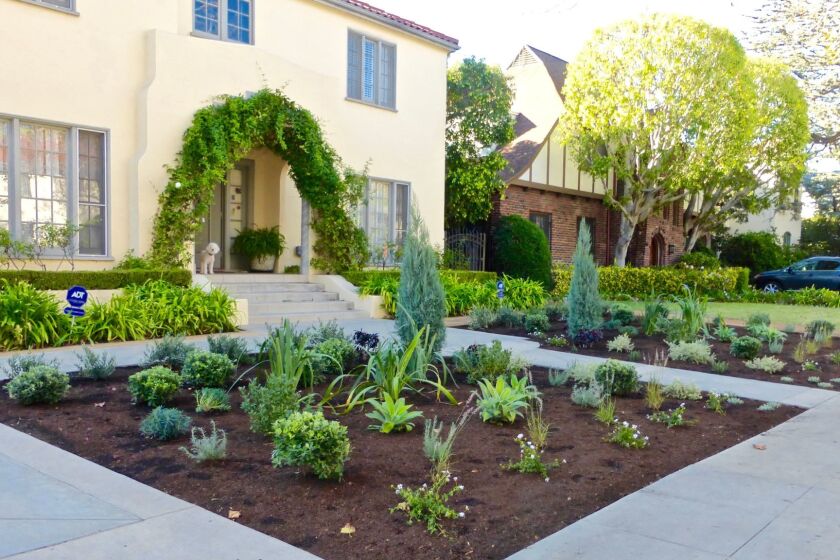 South Side with New Drought Tolerant Plantings November 2015. Linda Sarnoff let her lawn die off and removed it, she knew she wanted to replace it with a drought tolerant alternative that would complement her Mediterranean home in Hancock Park.