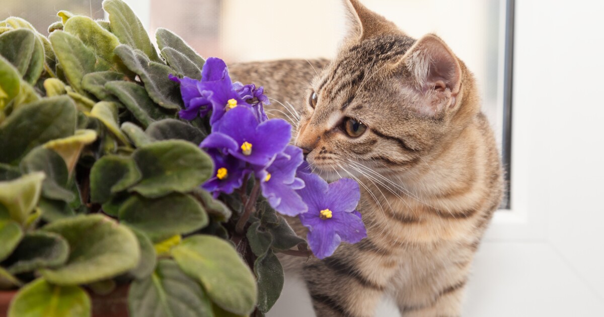 15 Pet Friendly Houseplants Safe For