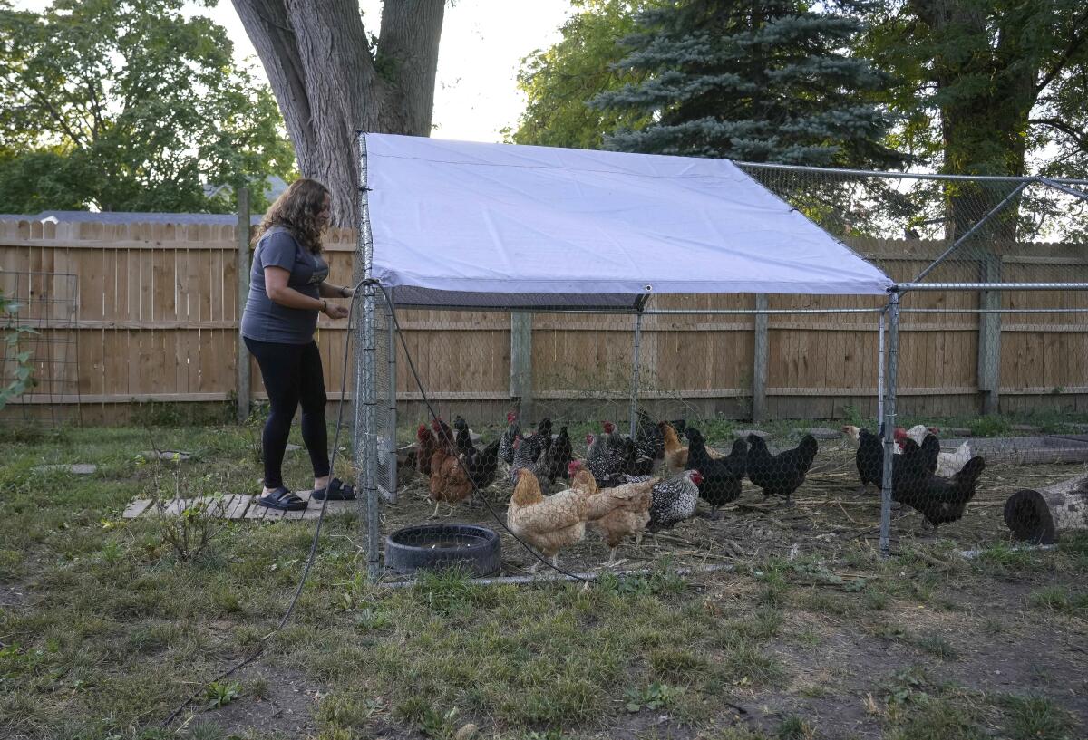 Sara O'Neil, formerly of Imperial Beach, tends to her chickens at her new home in Randall, Iowa.