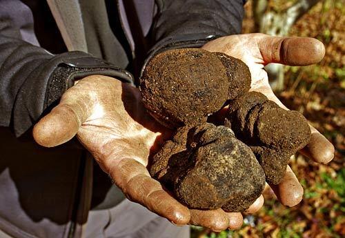They might look like the Christmas present every kid dreads, but theyre actually Périgord black truffles and theyre helping to turn South Western Australia into an Eden for food lovers.