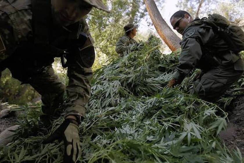 Authorities stack marijuana plants in a clearing so they can be airlifted away as part of a law enforcement sting operation on illegal growers in the Sierra Nevada.