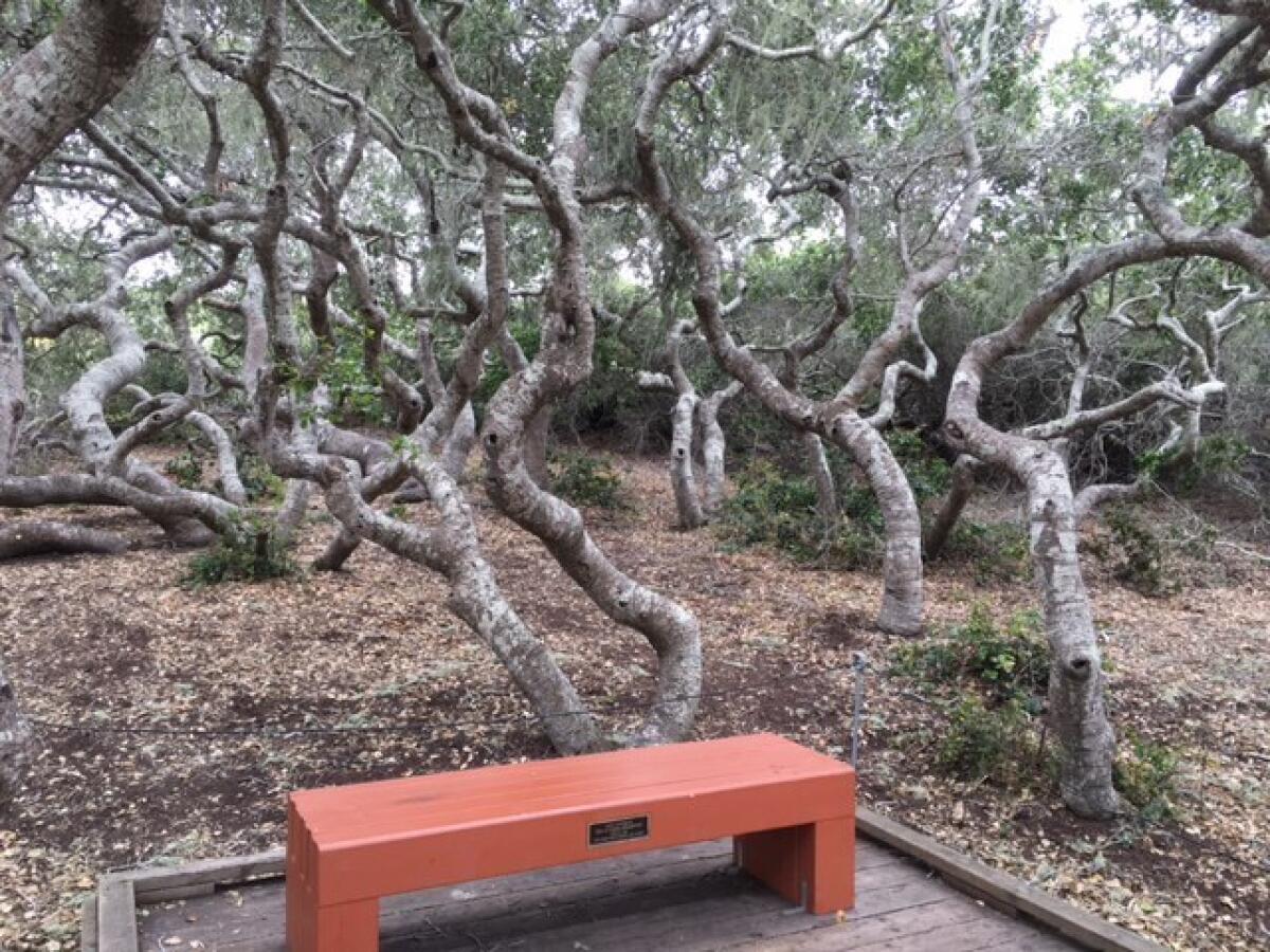 The "elfin" oaks in the Elfin Forest reserve in Los Osos.