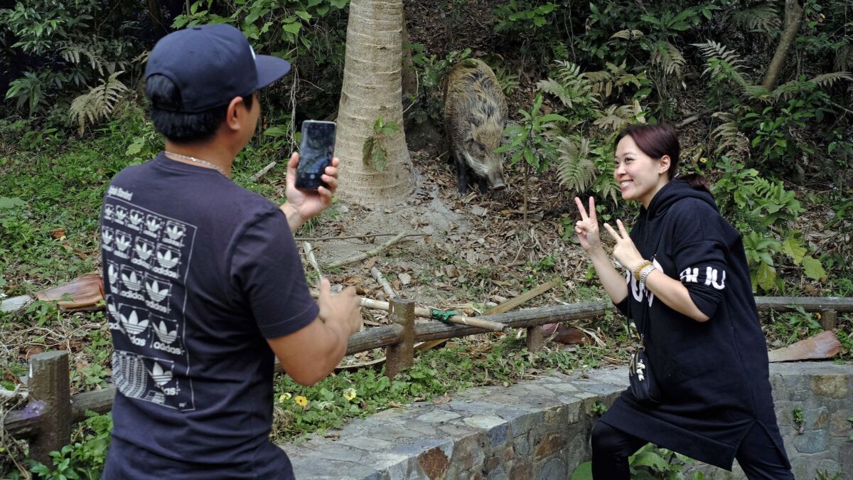 Hong Kong residents take a photo in front of a wild boar at a park.