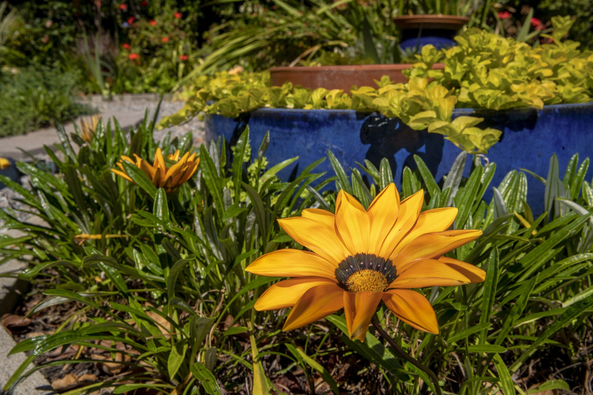 A yellow flower amid green stems