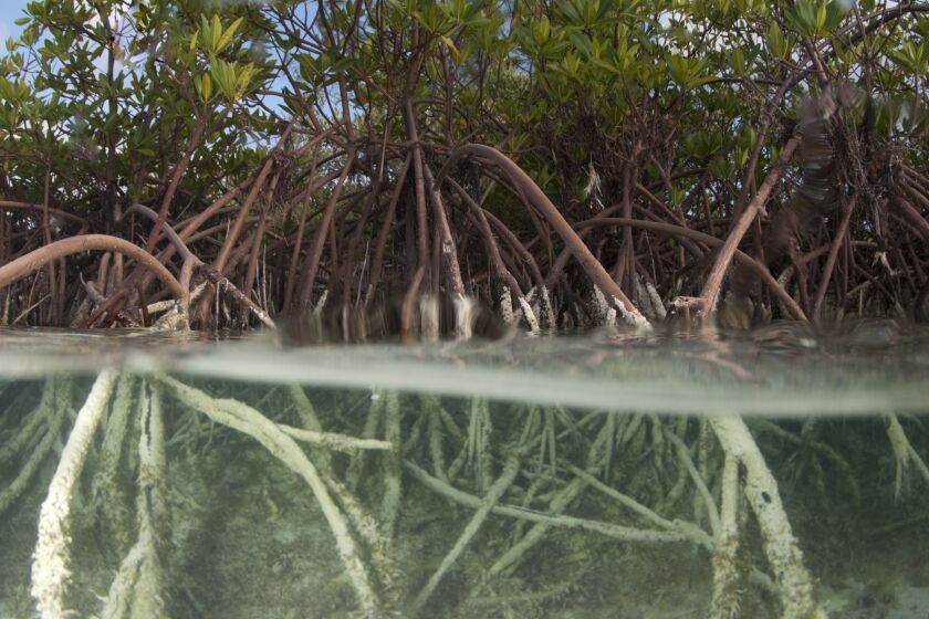 Red mangroves in the Bahamian shallow waters.