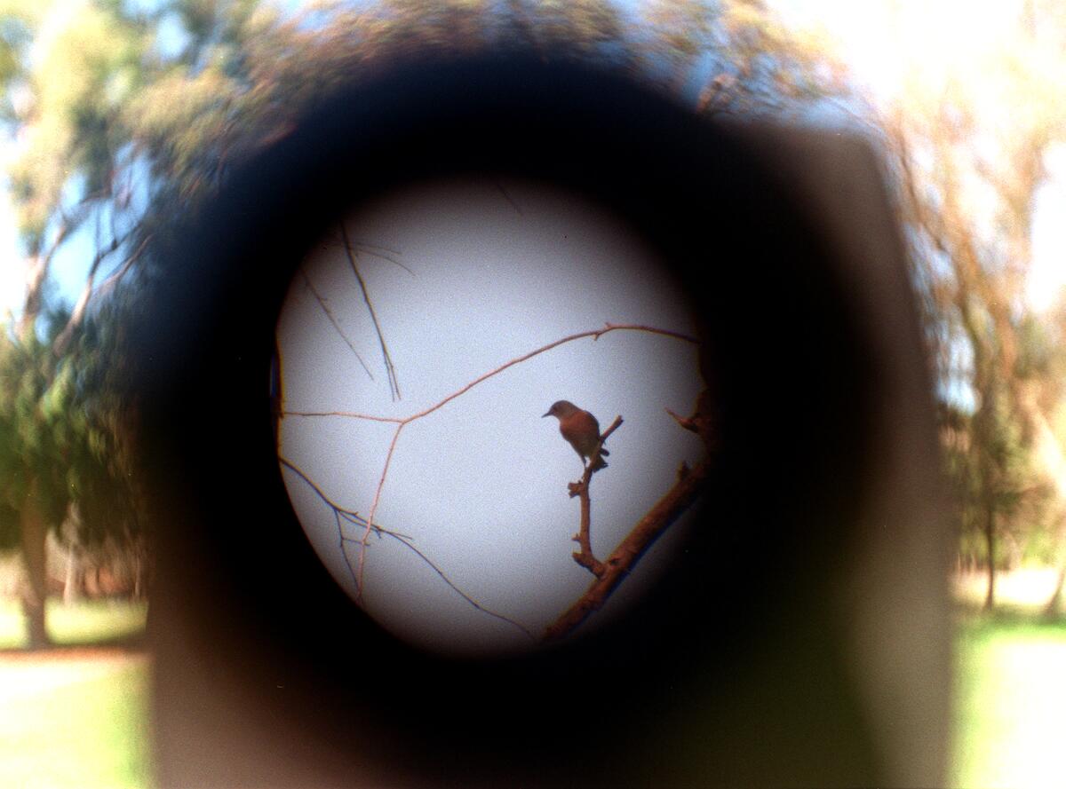 A bird can be seen perched on a branch from the lens of binoculars.