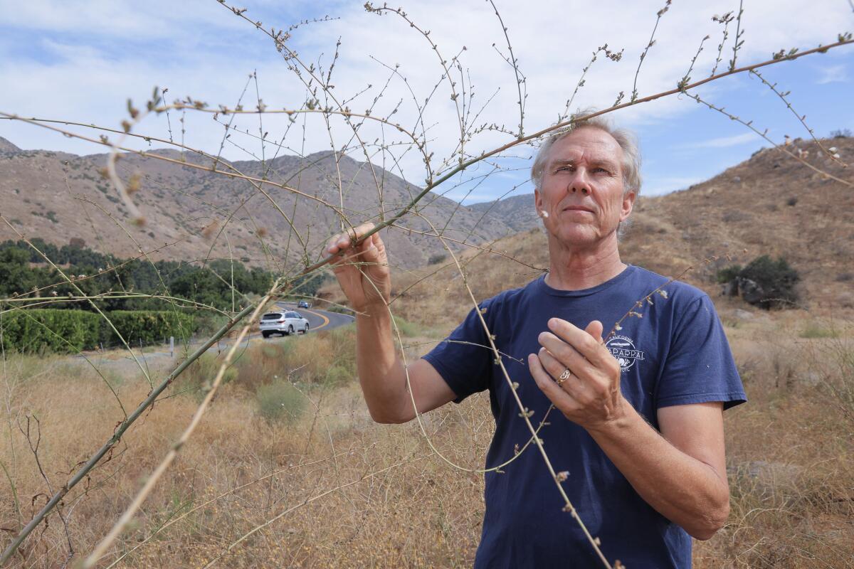 Richard Halsey, the Director of the California Chaparral Institute, holds a Twiggy wreath plant near state Route 78 in the upper San Pasqual Valley area. It is a native plant surrounded by invasive vegetation.