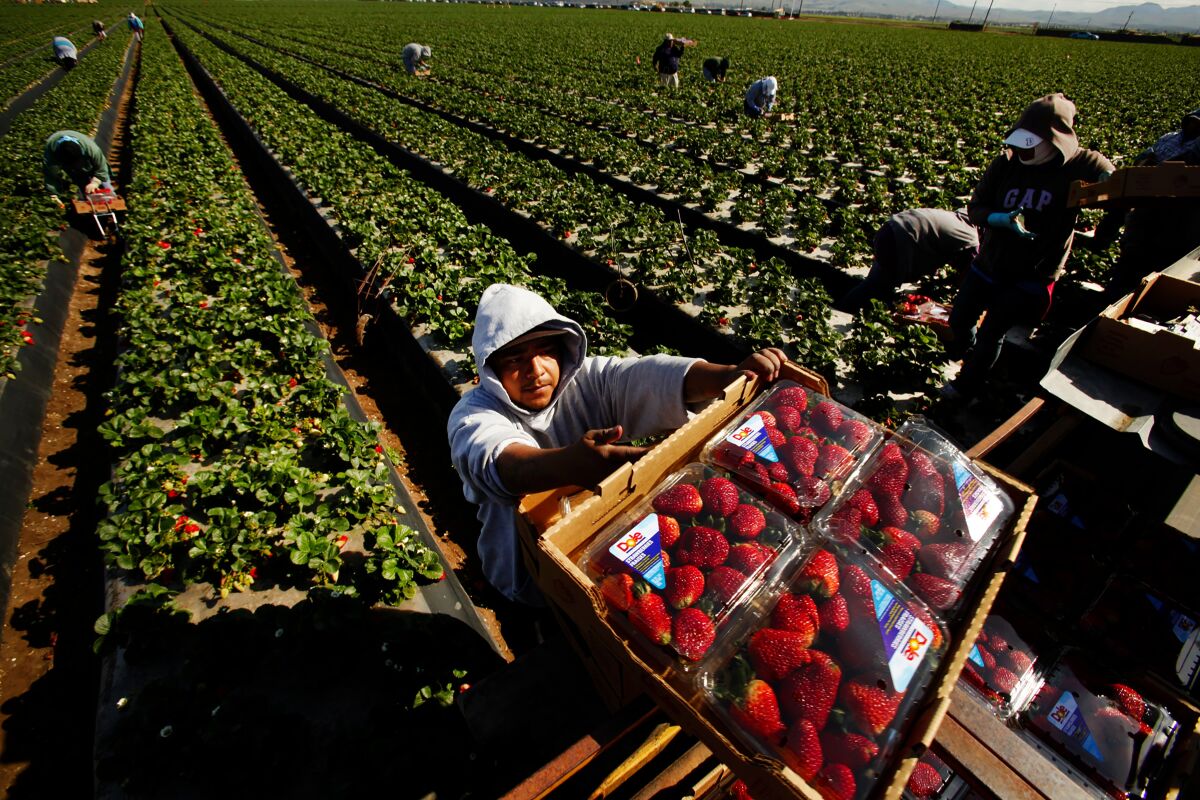 Workers pick strawberries in Santa Maria. 