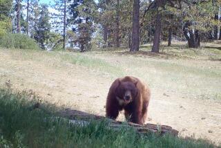 A black bear in the nonprofit Nature Conservancy's new 72,000-acre Randall Nature Preserve in the Tehachapi Mountains north of Los Angeles.