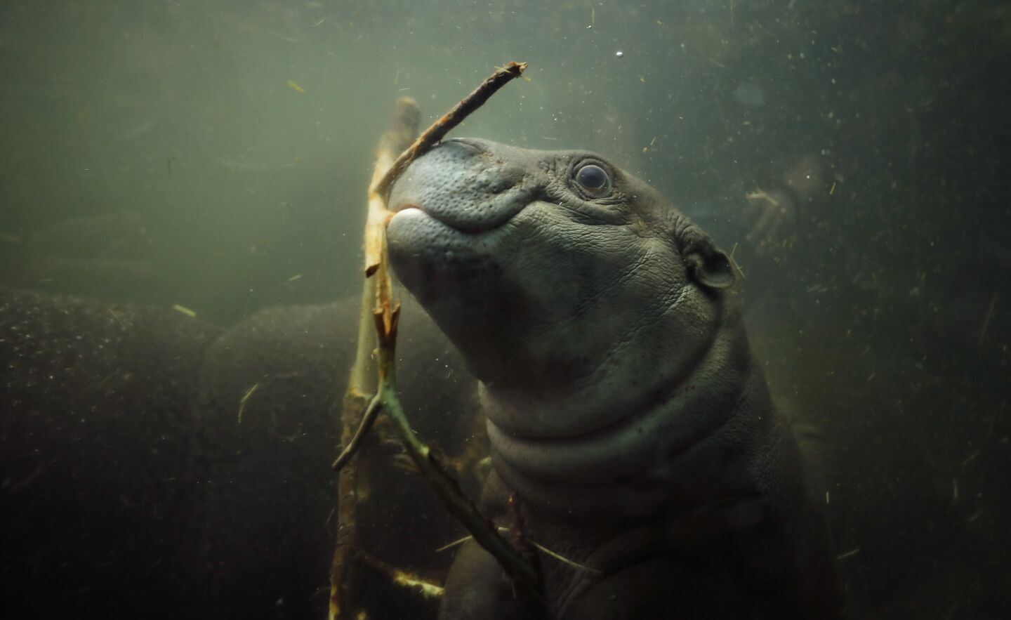 Akobi, a 40-pound, 67- day-old pygmy hippopotamus, swims in the water at the San Diego Zoo on June 15, 2020. Akobi was introduced to the public for the first time as it explored the main exhibit for the first time Monday.