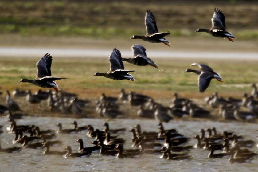 The marshlands, canals and culverts in Williams, Calif., north of Sacramento, are temporary homes to geese and other migratory birds that use the area as a stop on the Pacific Flyway.