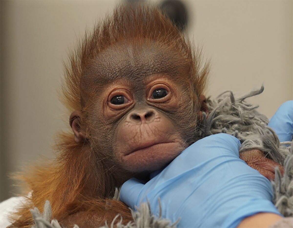 This photo provided by the Audubon Nature Institute shows the baby Sumatran orangutan born on Christmas Eve 2021. The zoo in New Orleans is asking fans of endangered orangutans to help name the baby orangutan. The infant has been getting round-the-clock care since a few days after his birth because his mother wasn’t producing enough milk. (Audubon Nature Institute via AP)