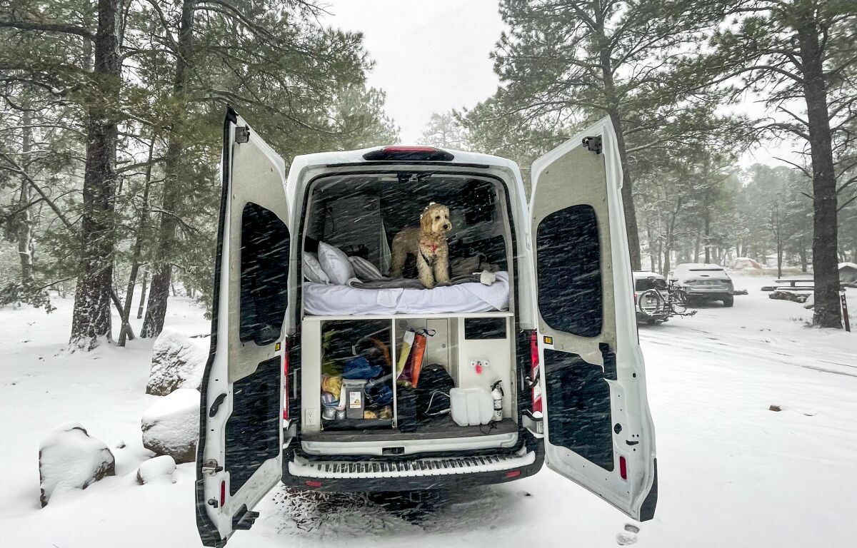Dog looks out of the back of a camper van in the snow