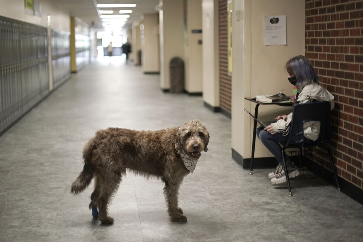 A therapy dog standing near a student seated at a desk in a middle school hallway
