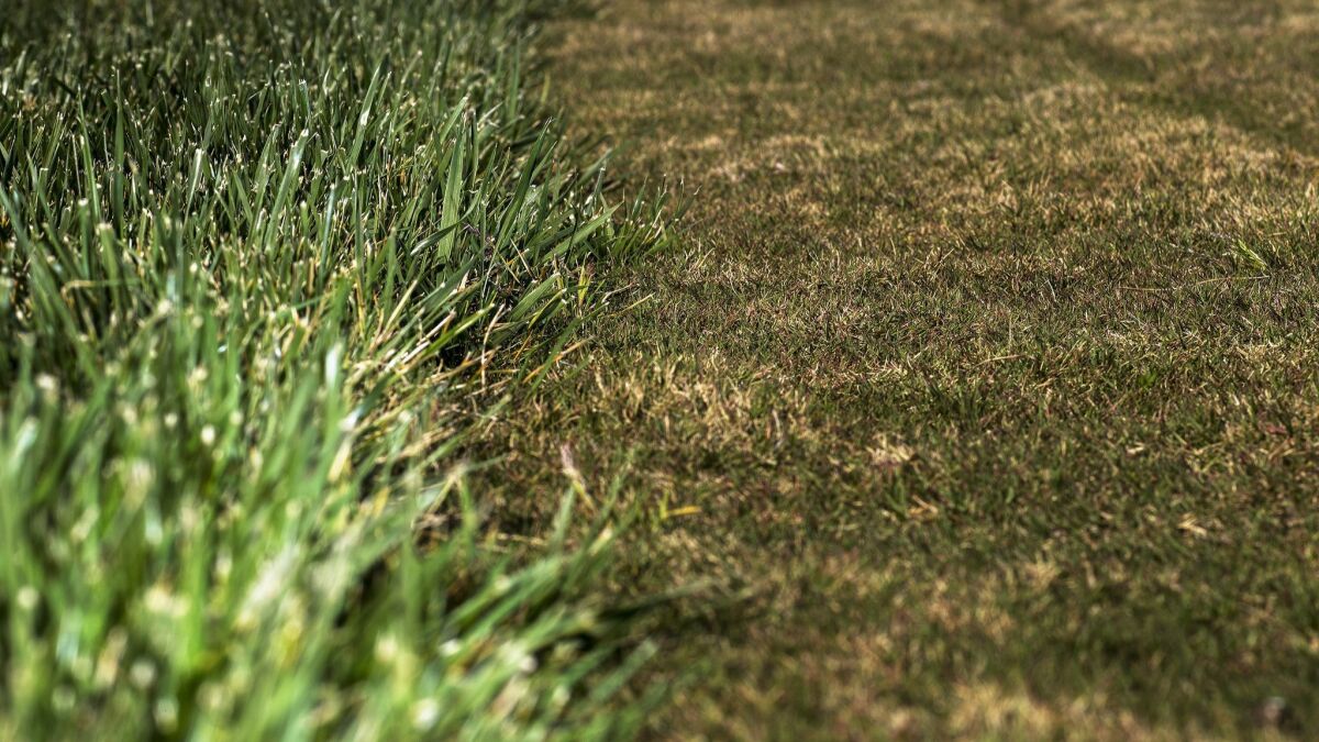 Tall fescue, left, grows next to Bermuda grass at the Turfgrass Research Facility at UC Riverside.