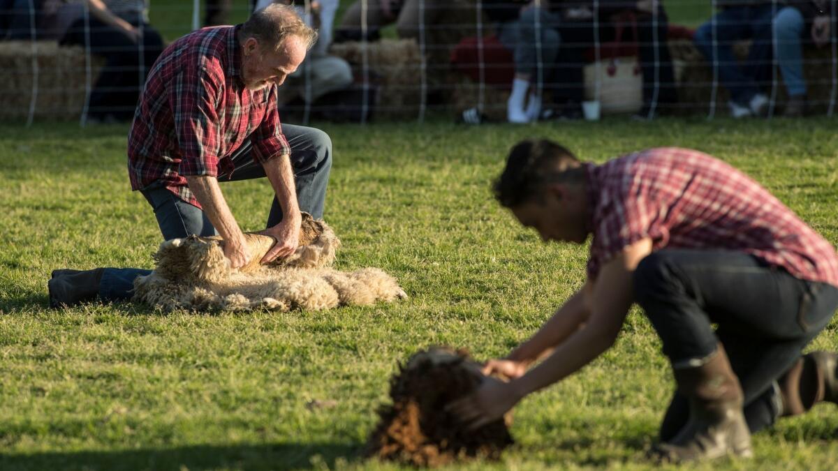 Schmitz, left, and Tacata on the Will Rogers polo field as the audience looks on.