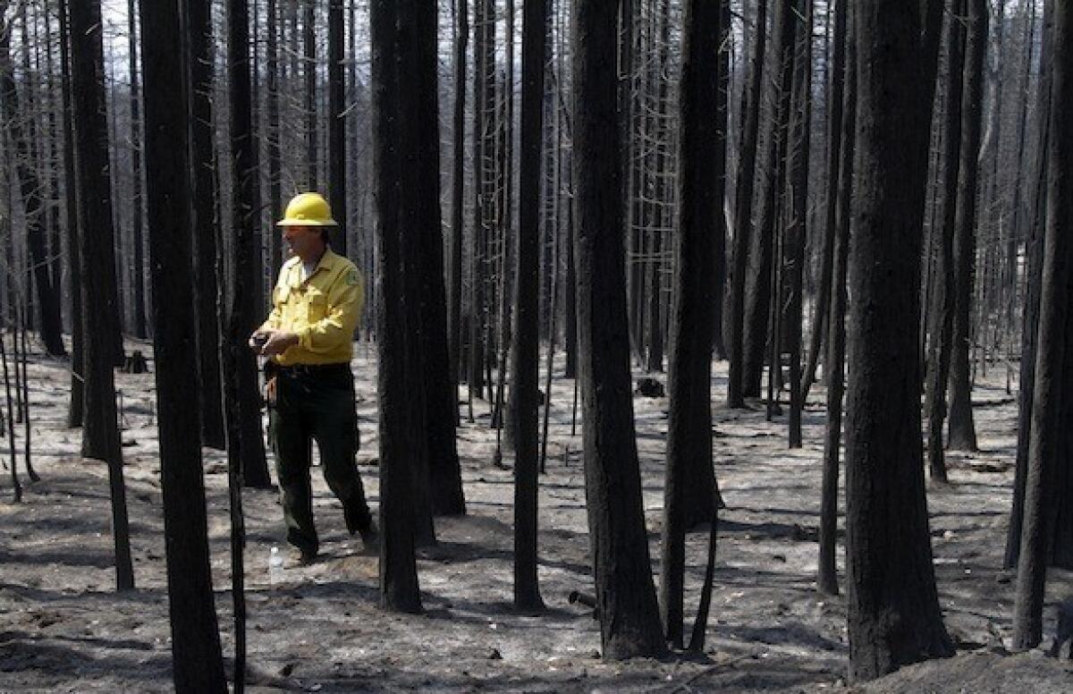 Soil scientist Todd J. Ellsworth of the U.S. Forest Service surveys the burned area of the Stanislaus National Forest near Yosemite National Park on Friday.