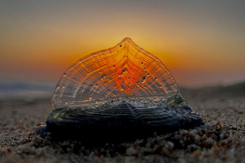 Huntington Beach, CA - April 20: The sunset illuminates one of thousands of creatures known as by-the-wind-sailors that have been washing ashore Southern California beaches, including Dog Beach in Huntington Beach Thursday, April 20, 2023. The oval-shaped, flat creatures with tiny blue tentacles may look like little jellyfish but are in fact hydroids called Velella velella, more commonly known as "by-the-wind sailors." The invertebrates have been washing ashore at Crystal Cove in Newport Beach, and the sailing bodies have been spotted as far north as Point Reyes National Seashore, north of San Francisco. They've also been spotted in San Clemente, Manhattan Beach and along other Southern California beaches.(Allen J. Schaben / Los Angeles Times)