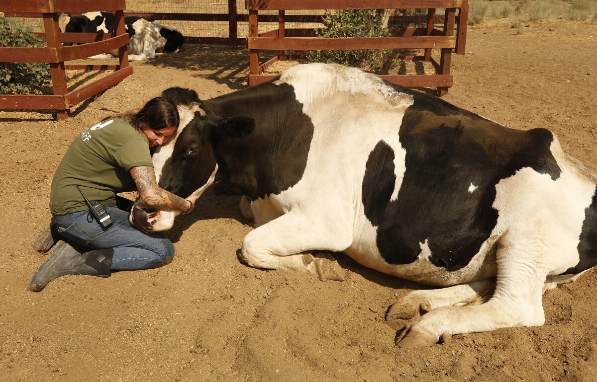 A woman hugs a cow