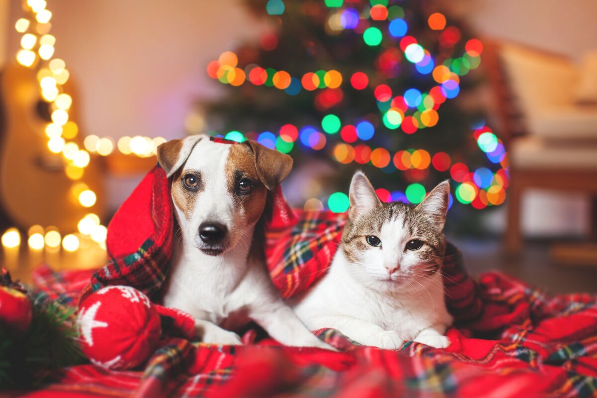 dog and cat in front of Christmas tree