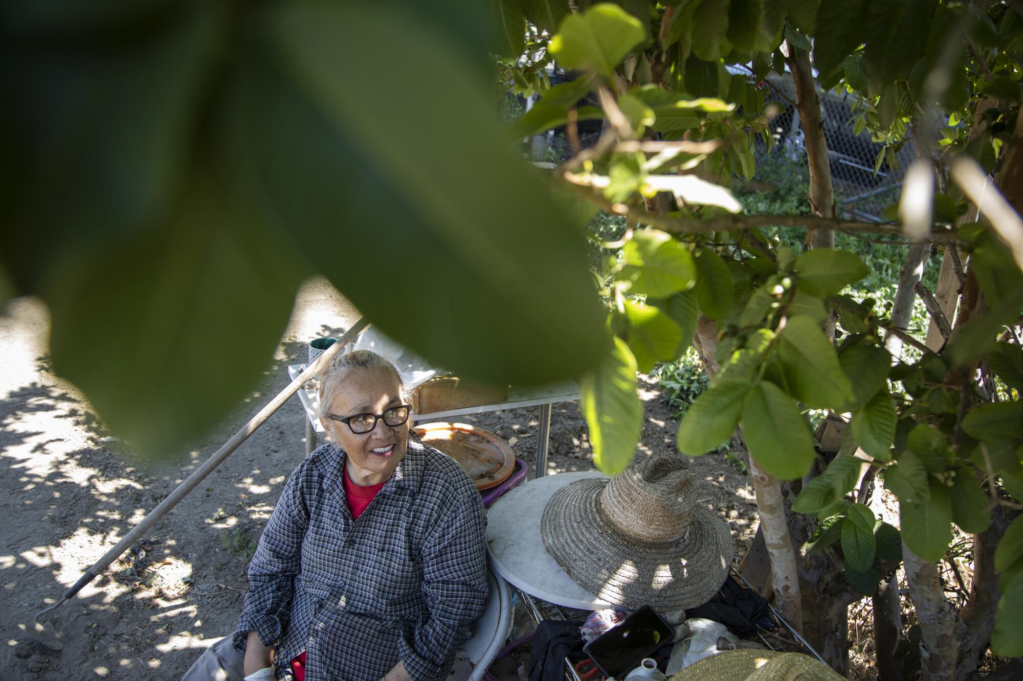 Lupe Ramirez se sienta a la sombra de un guayabo en su parcela del huerto comunitario Stanford Avalon.