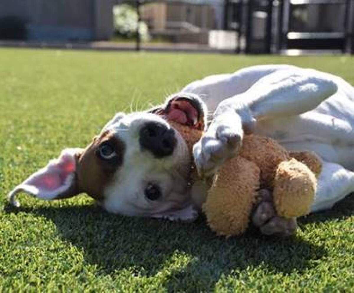 The Los Angeles Chargers are giving orphan pets a big assist.