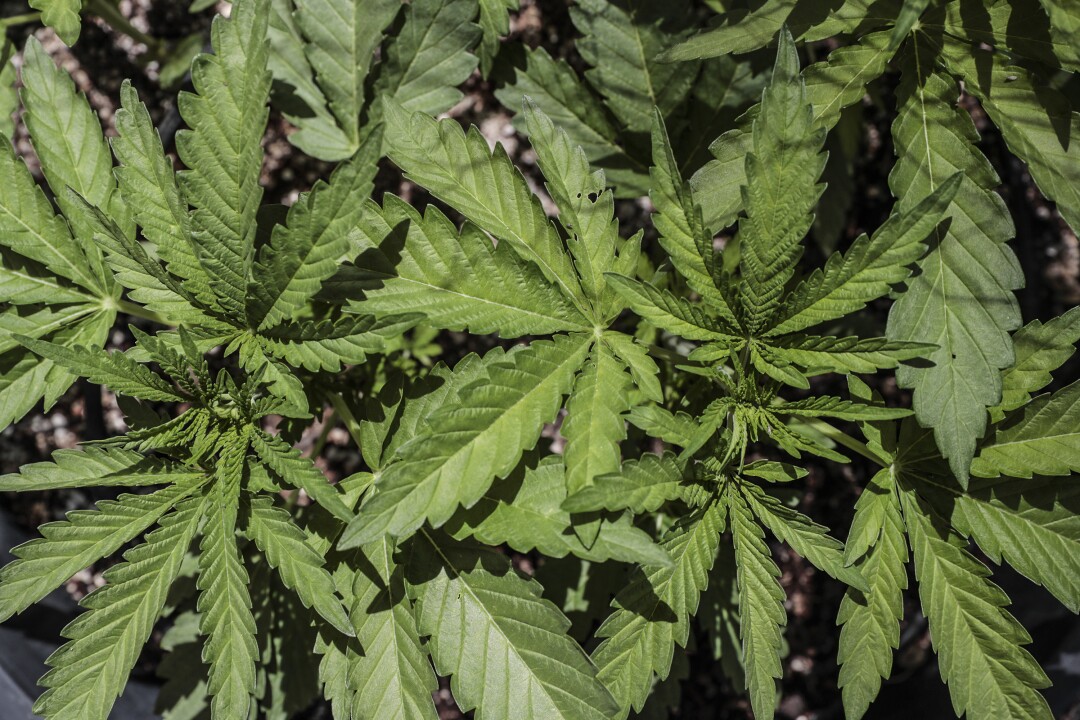 Illegal pot farms are multiplying throughout the high desert. Juvenile marijuana plants grow in a residential plot.