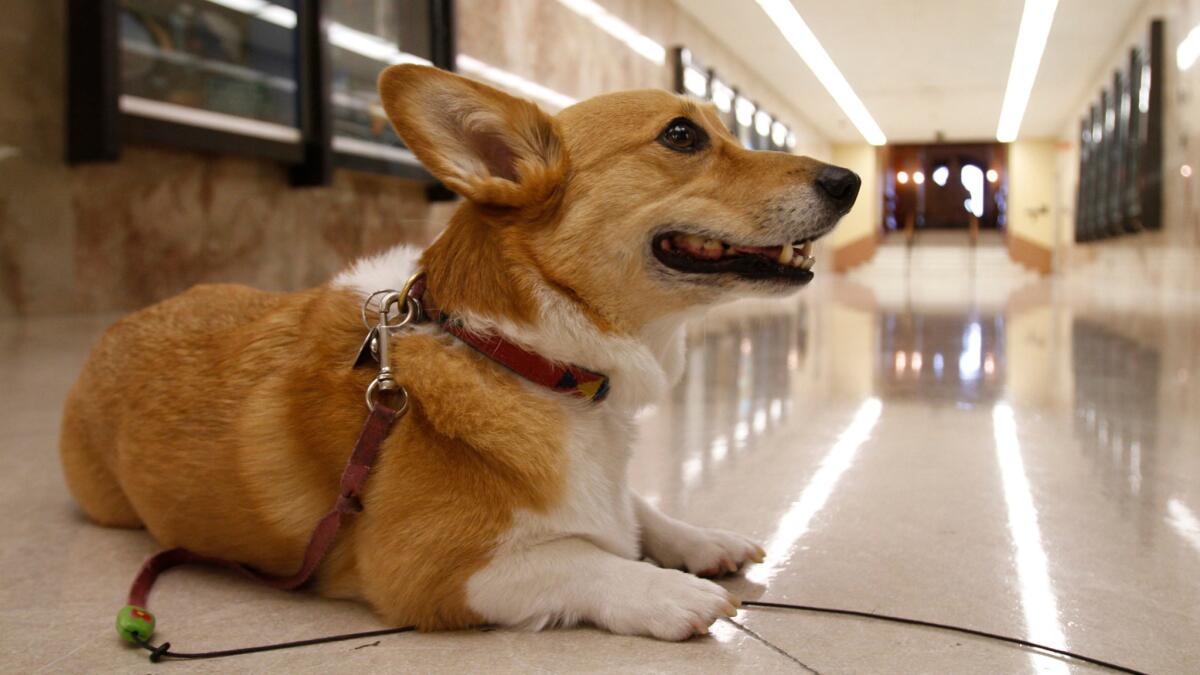 Sutter Brown, the governor's beloved Corgi, in the state Capitol's main hallway in 2011. (Don Kelsen/Los Angeles Times)