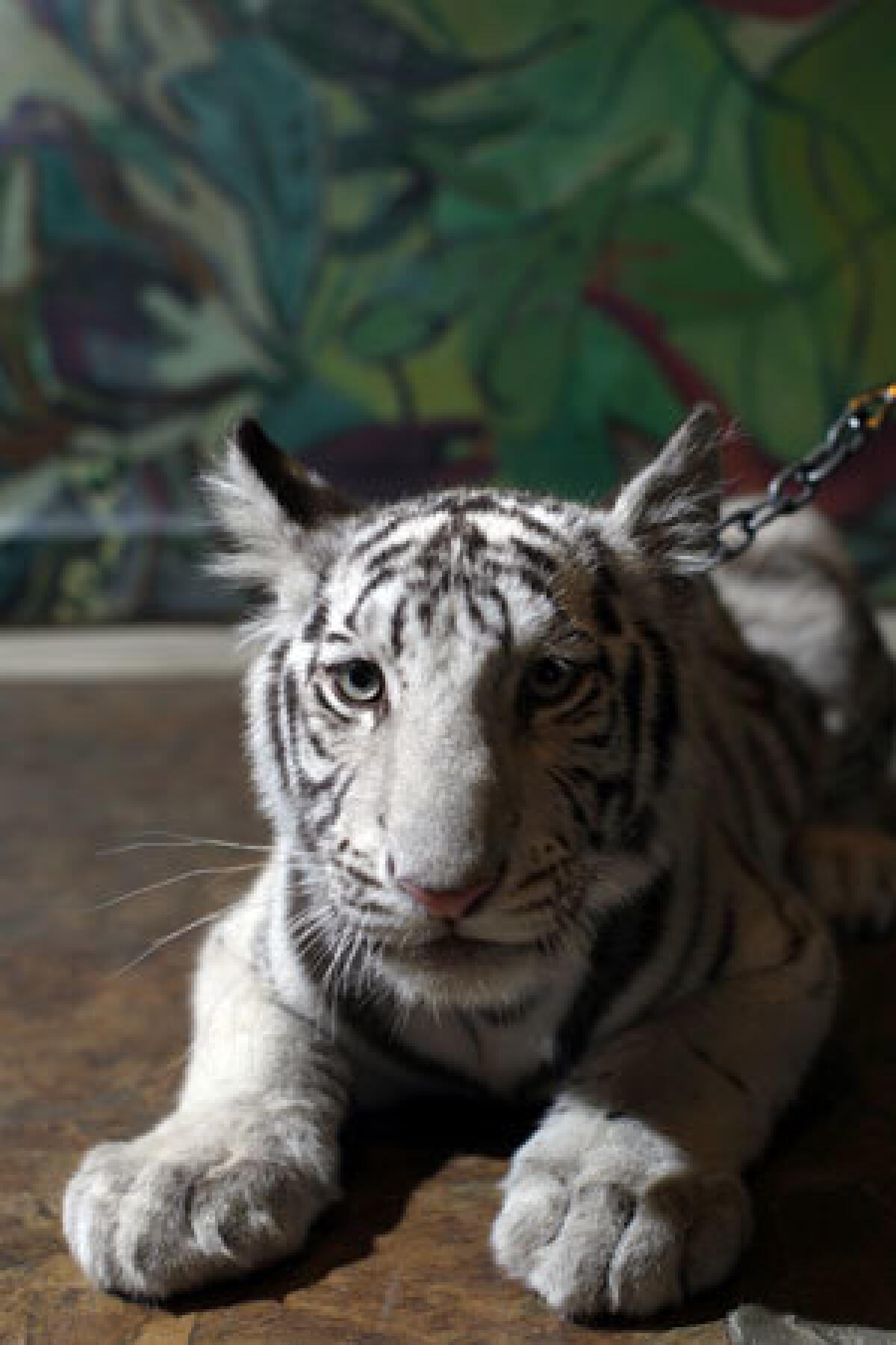 The object of affection in Colleen Houck's "Tiger's Curse" is a regal feline.