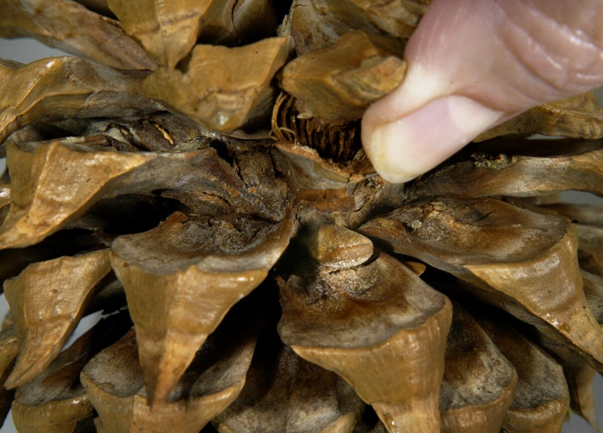 A man is suing San Francisco Maritime National Historic Park after a massive pine cone fell onto his head, resulting in brain damage.