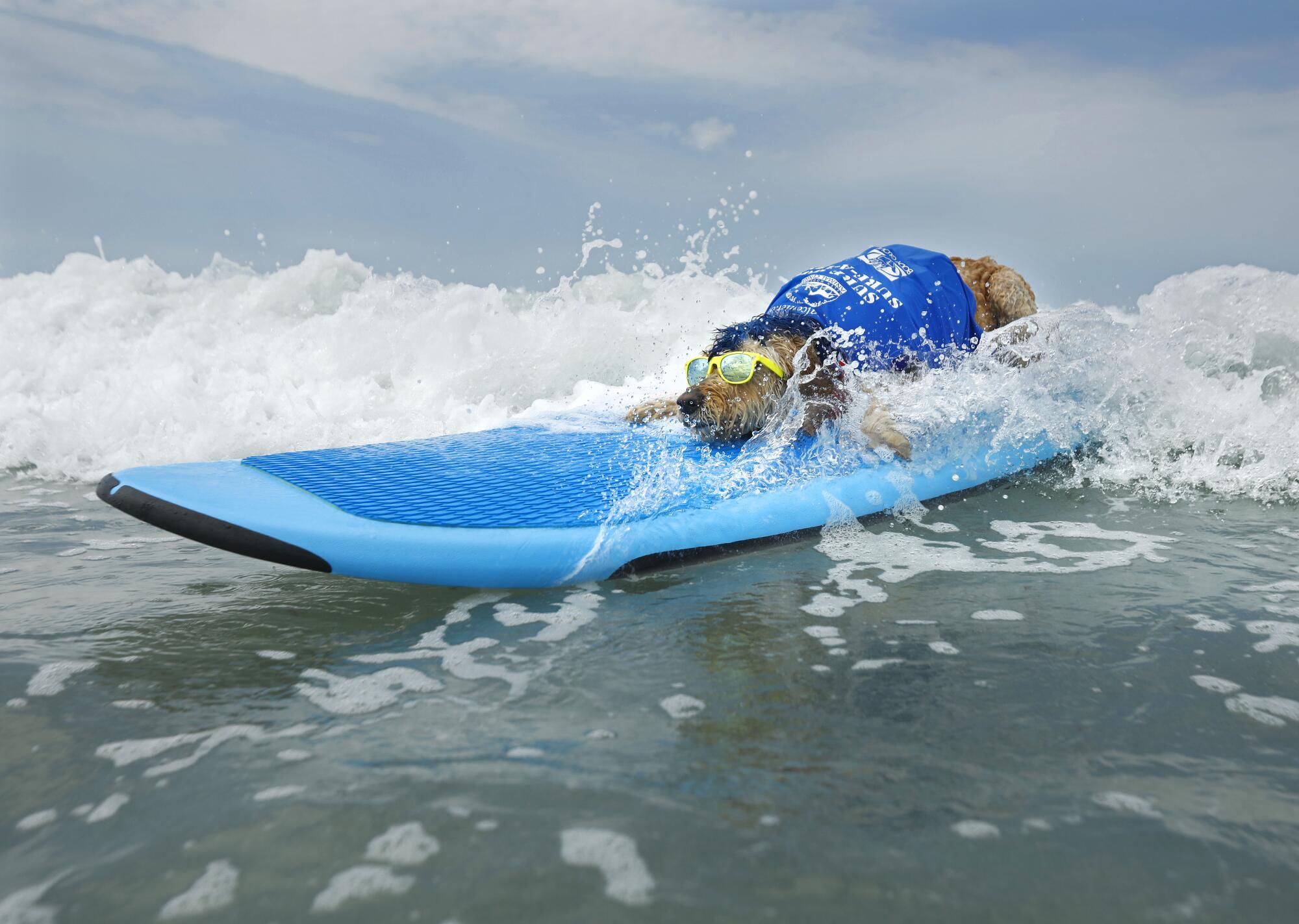 Derby surfs during the 18th annual Surf Dog Surf-A-Thon.