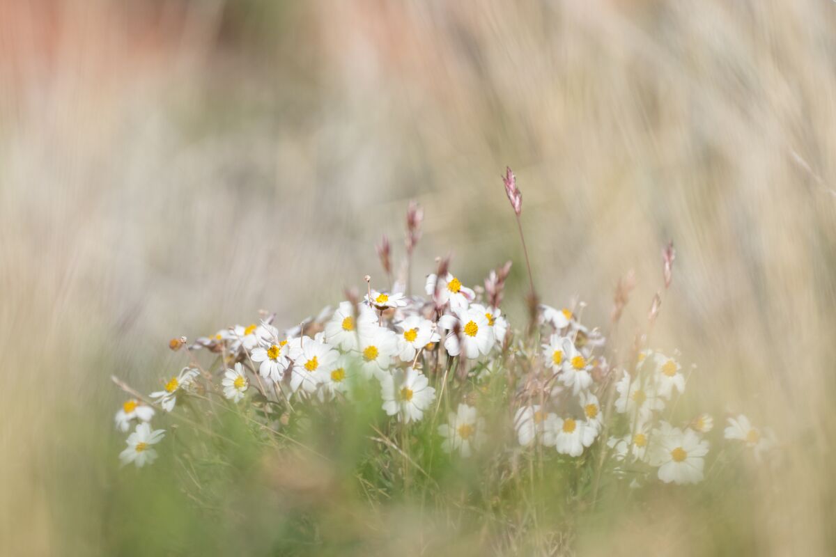 A cluster of common yarrow flowers along the Adobe Jack Trail in Sedona.