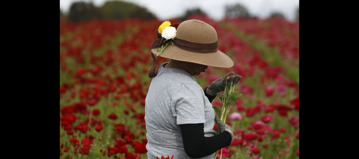 Joel Lopez has ranunculus flowers in her hat as she picks ranunculus flowers.