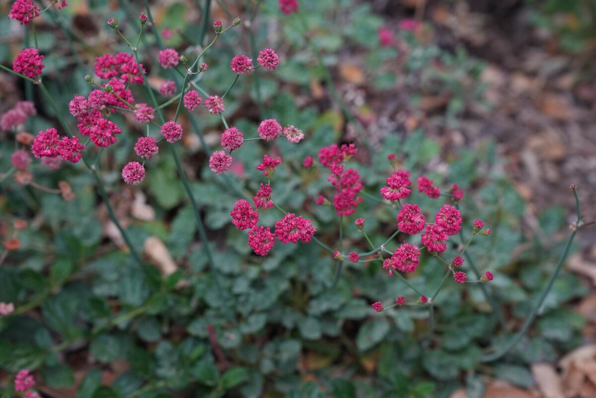 Wildflowers with small red blossoms.