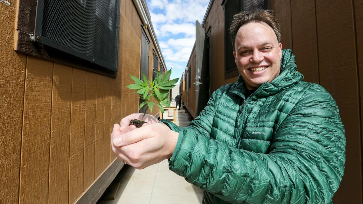 Spencer Vodnoy, co-founder and CEO of Critical Mind Inc., a marijuana cultivation business in Adelanto, shows off a marijuana plant near the trailers where they were planted in February.