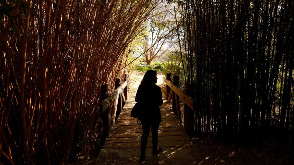 California State Fullerton senior Karen, 24, a Deferred Action for Childhood Arrivals recipient, walks through the Fullerton Arboretum on the Cal State Fullerton campus. "I'm here when I'm at my lowest," she said. "When Trump won I came here."