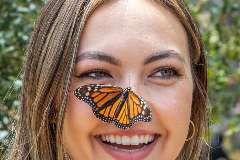 A monarch butterfly lands on Maylie Schreck's nose during her visit to Butterfly Farms in Encinitas.