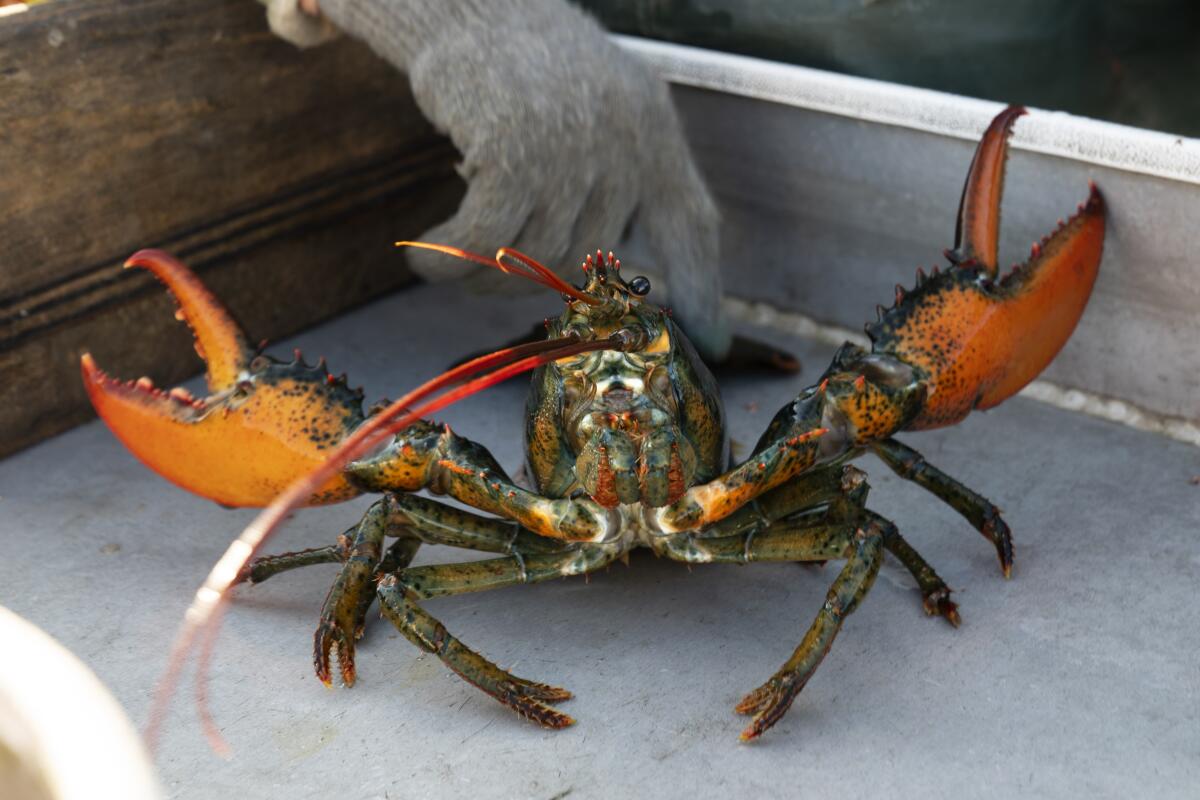 A lobster rears its claws after being caught off Spruce Head, Maine, in 2021. 