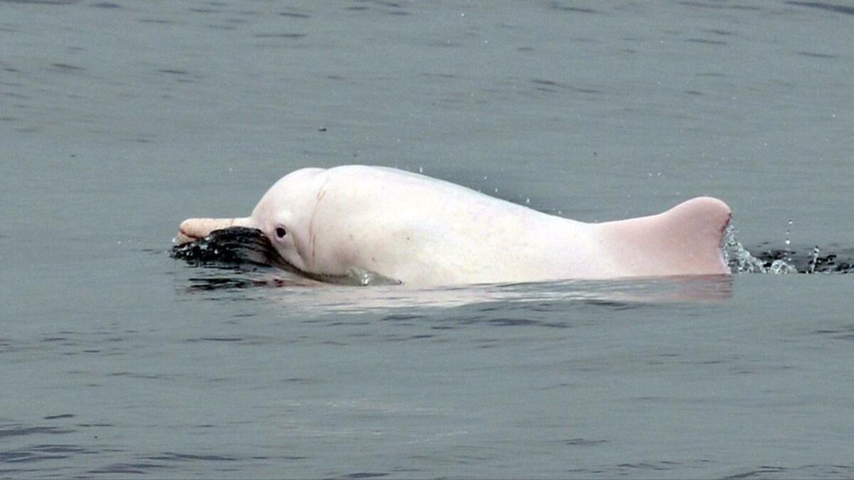 Un delfín blanco chino nada en aguas de la costa de Hong Kong, en 2012.