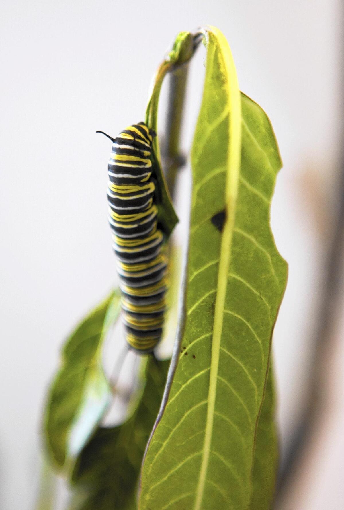 A monarch caterpillar eats eats milkweed at Leslie Gilson's home in Huntington Beach on Dec. 21.