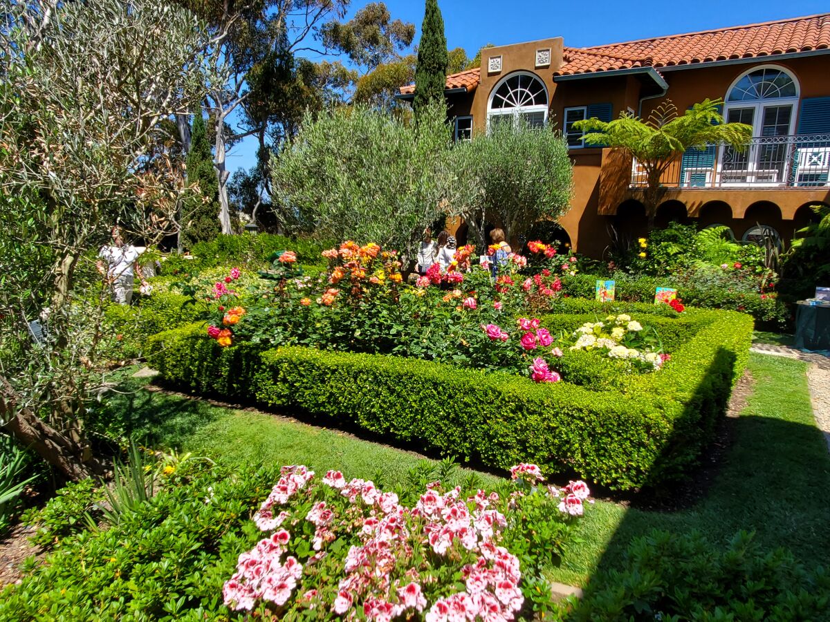 Roses and hedges were part of a garden featured in the La Jolla Historical Society's 2022 Secret Garden Tour.