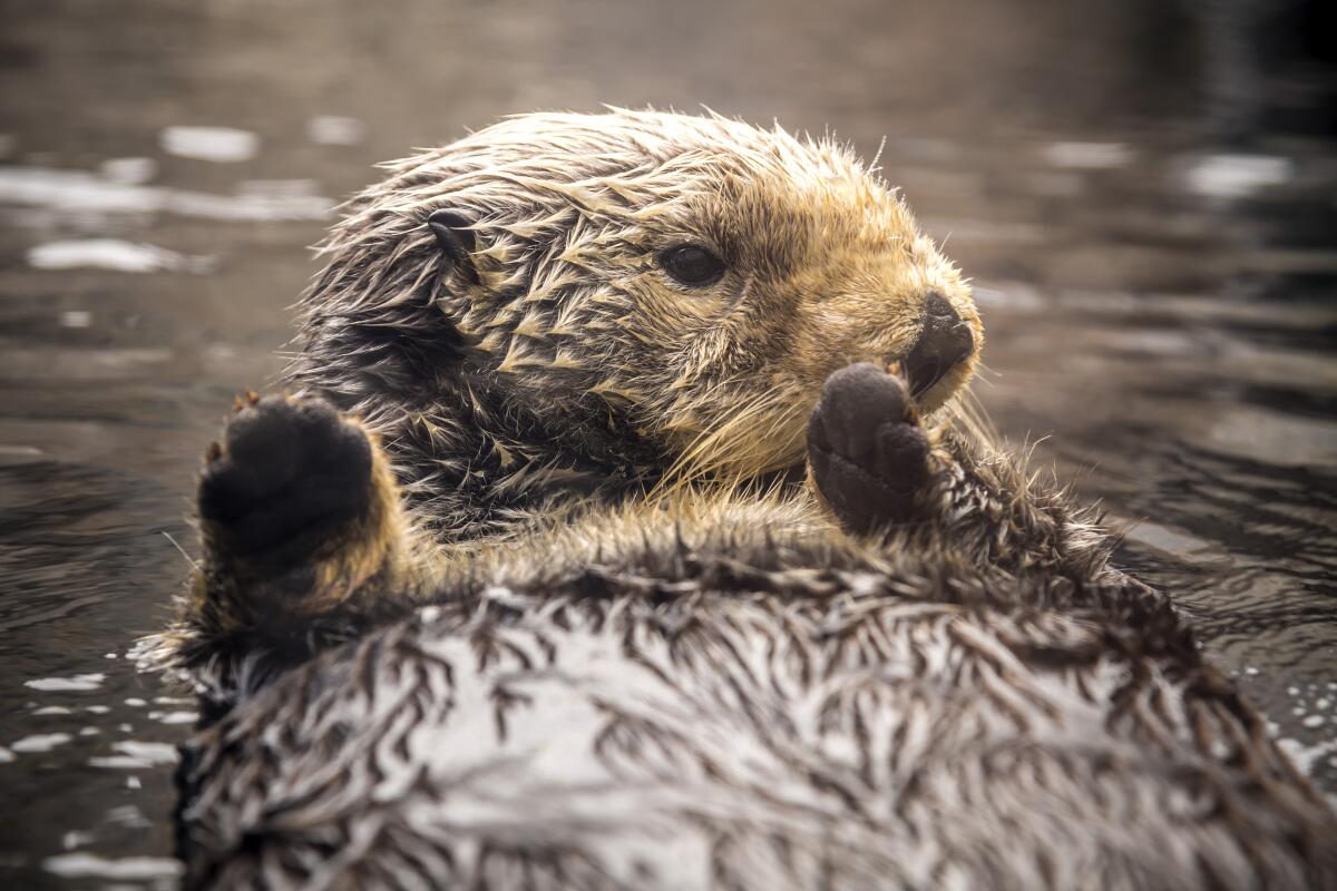 Rosa, the Southern sea otter.