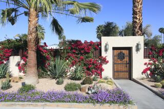 Desert landscaping in a yard includes red bougainvillea, succulents, cactuses and other drought tolerant plants.