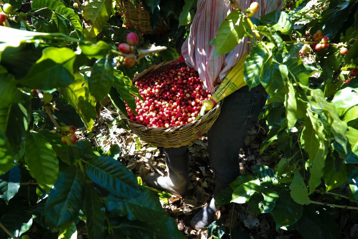 Farm workers in the early morning pick cherries from coffee plants in Matagalpa, Nicaragua.