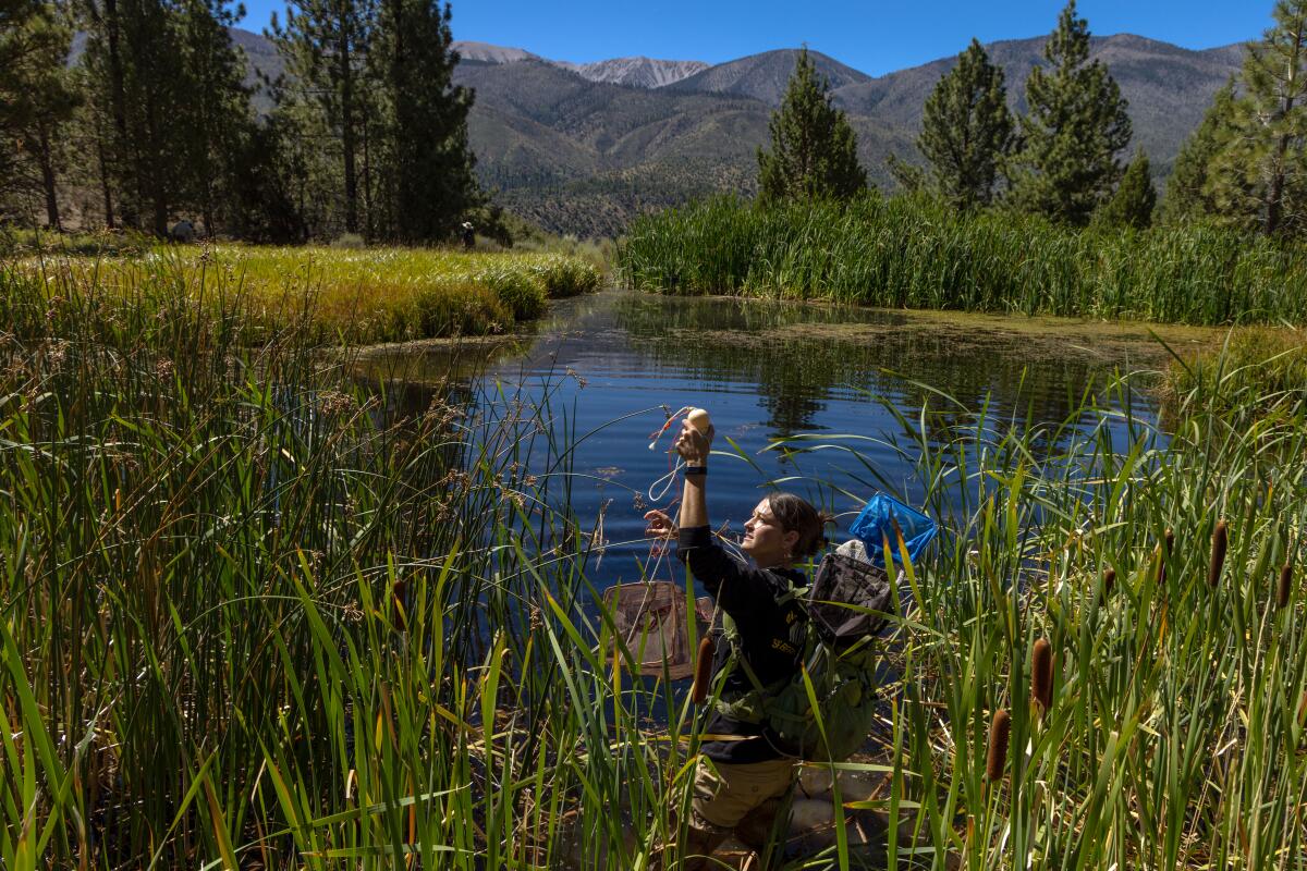 Julie Donnell, wildlife Biologist US Forest Service, in a remote corner of San Bernardino mountains.