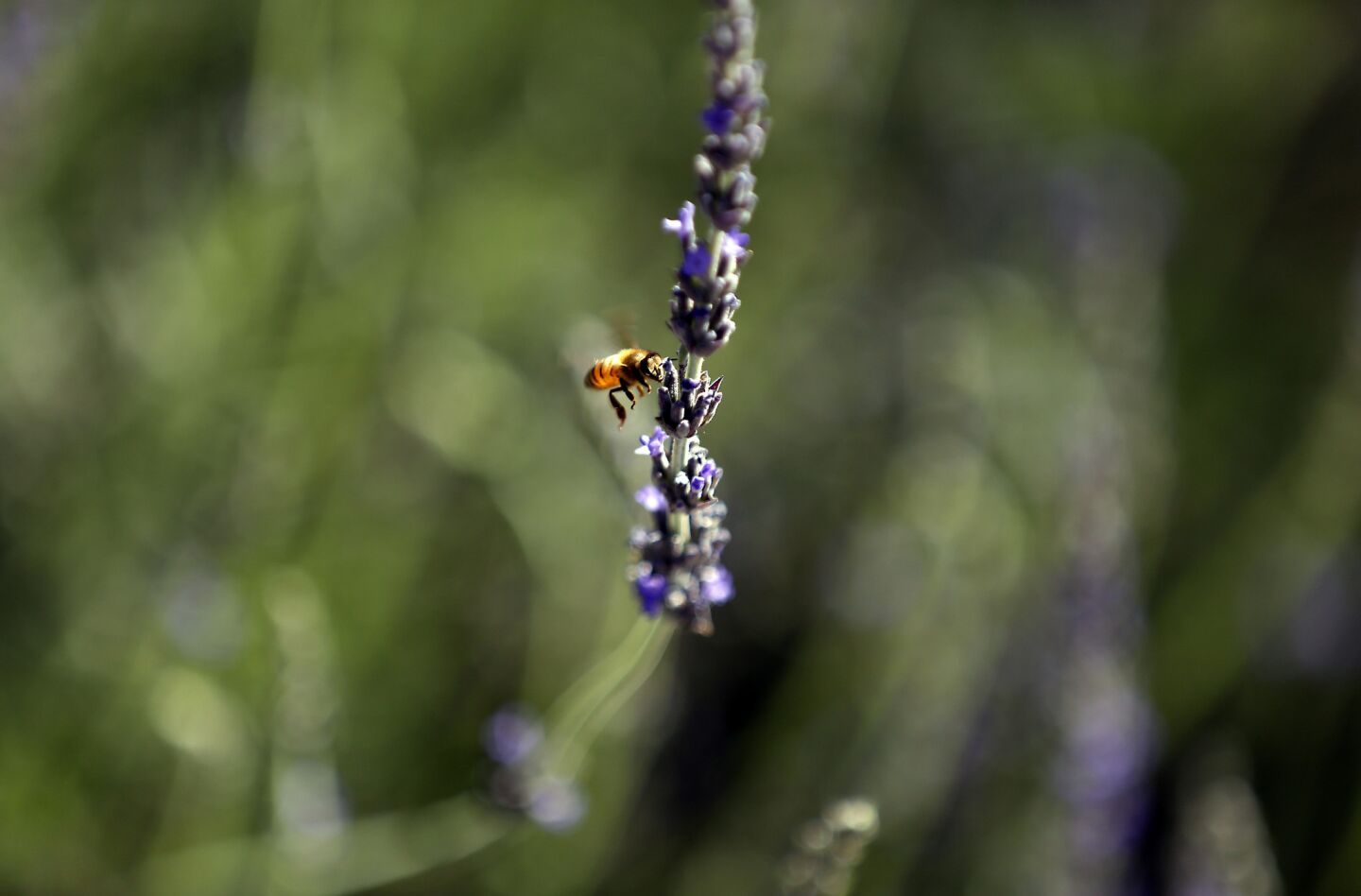 Lavender attracts bees and butterflies.