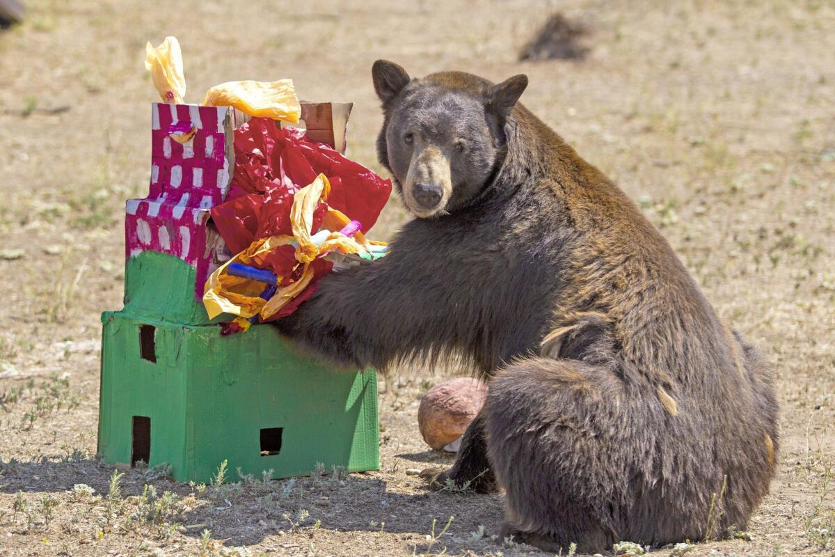 An 11th birthday celebration was held on August 25 for Meatball, the famous black bear at Lions Tigers and Bears in Alpine. Meatball got a birthday box of goodies that he tore into and received food donations from the public.