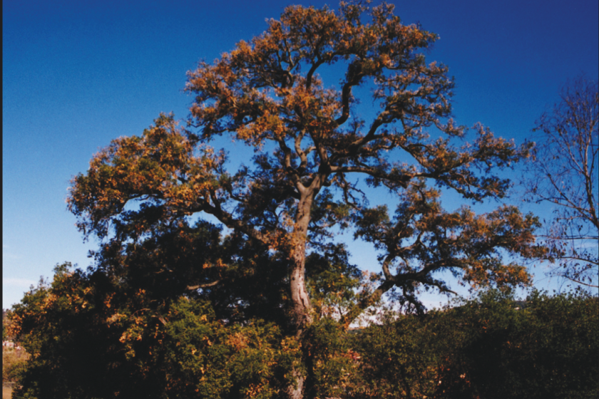 The oak tree east of what is now Espola Road was proclaimed the "Poway Oak" historical landmark in 1984 by the City Council. 