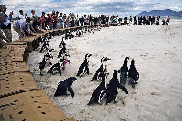 On a beach on the outskirts of Cape Town, South Africa, 84 African penguins head into the wild upon their release by the Southern African Foundation for the Conservation of Coastal Birds. They'd been rehabilitated after an oil spill in Namibia.